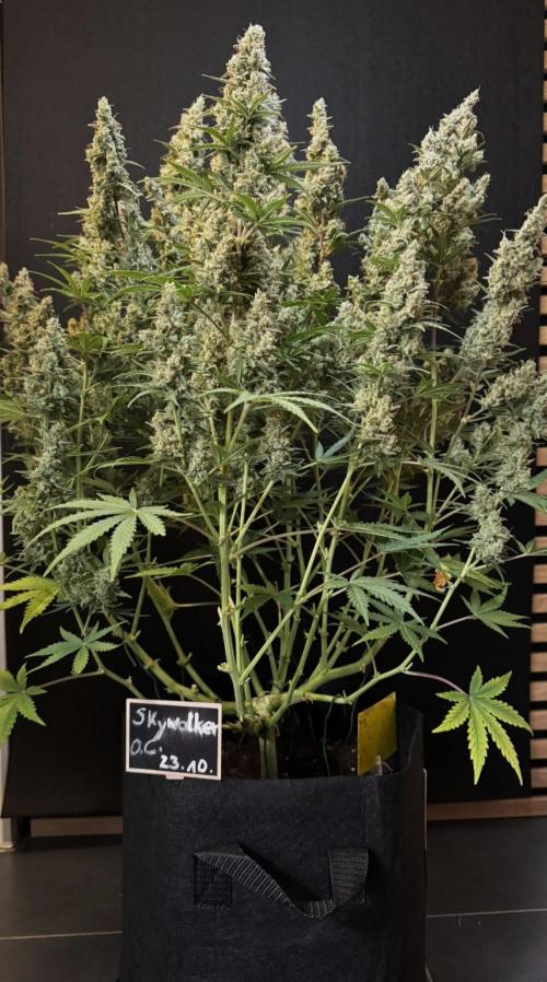 Skywalker OG Auto Indoor. Week 11