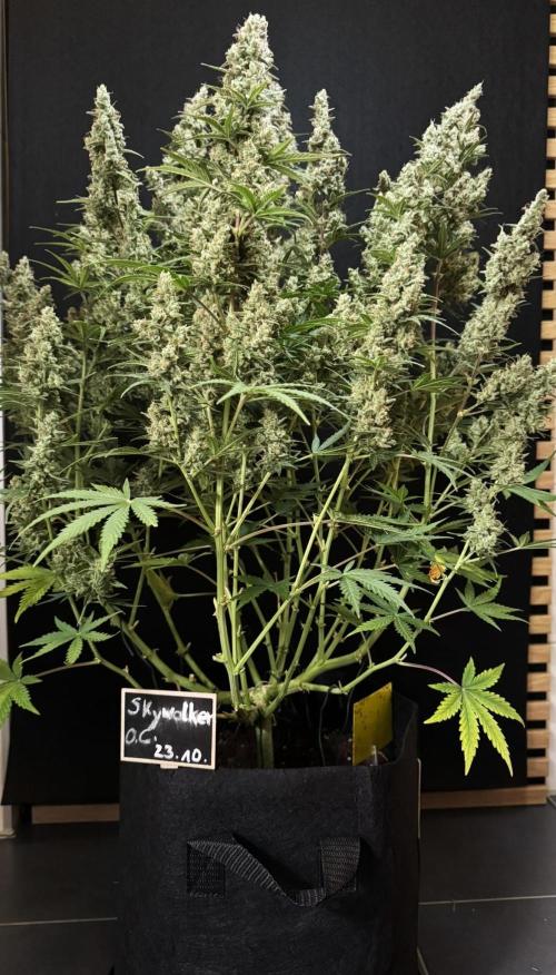 Skywalker OG Auto Indoor. Week 11