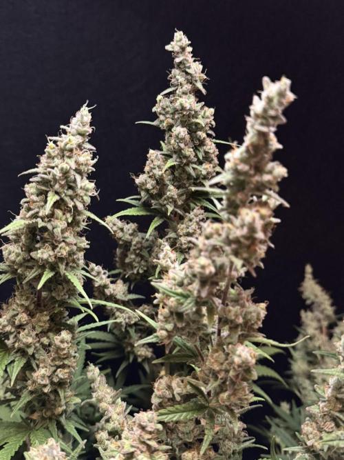 Skywalker OG Auto Indoor. Week 11