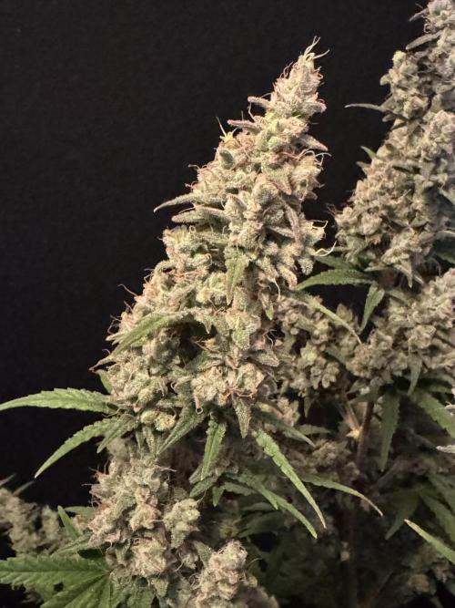 Skywalker OG Auto Indoor. Week 11