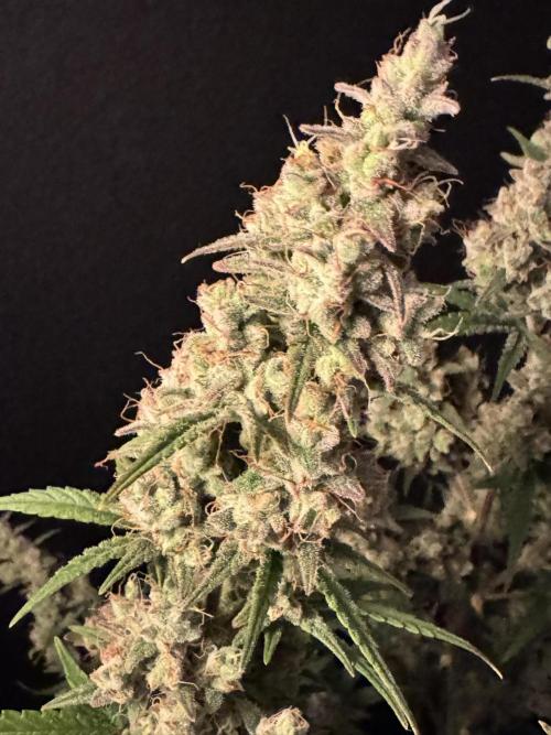 Skywalker OG Auto Indoor. Week 11