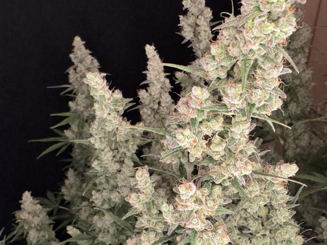 Skywalker OG Auto Indoor. Week 11