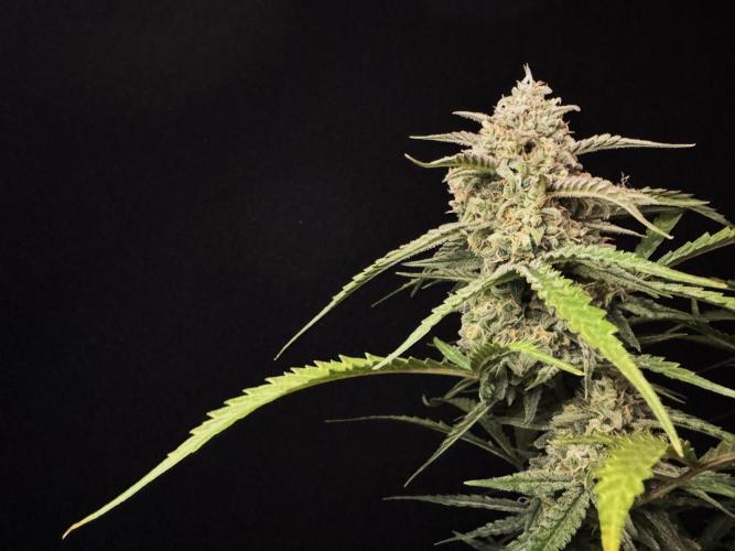 Sour Jealousy Auto. Week 11