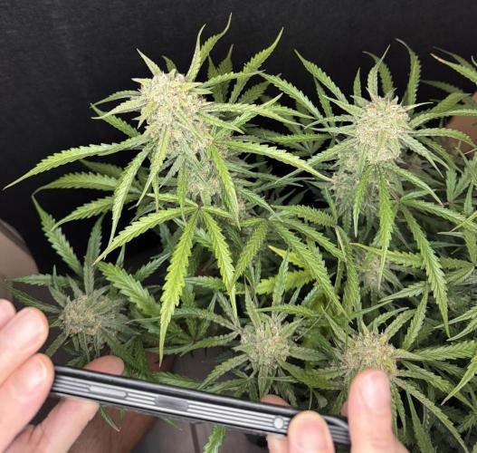 Sour Jealousy Auto. Week 11 - Ein Foto vom Foto schießen