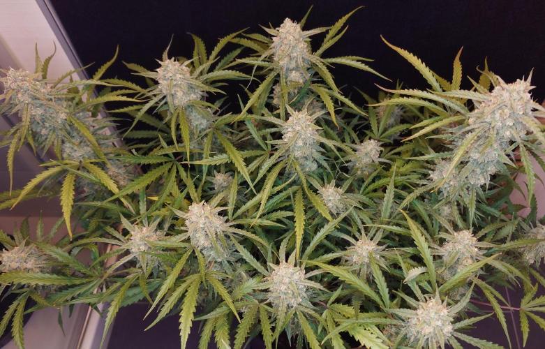 Sour Jealousy Auto. Week 11