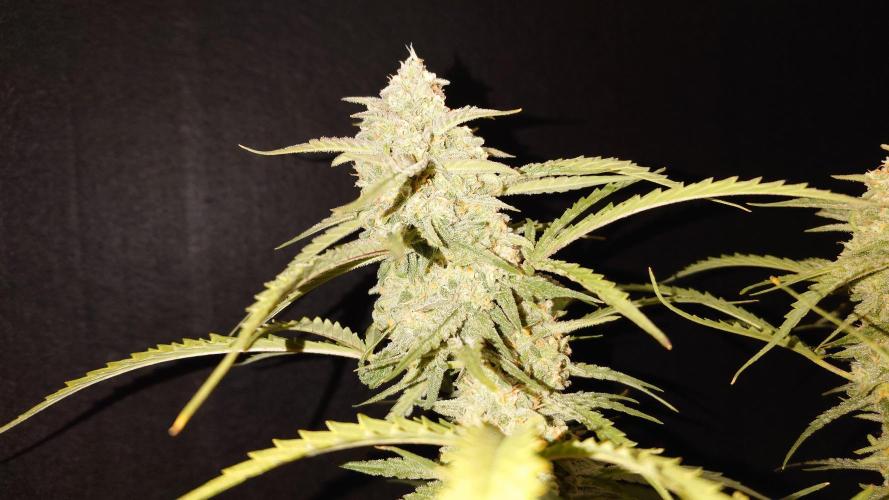 Sour Jealousy Auto. Week 11