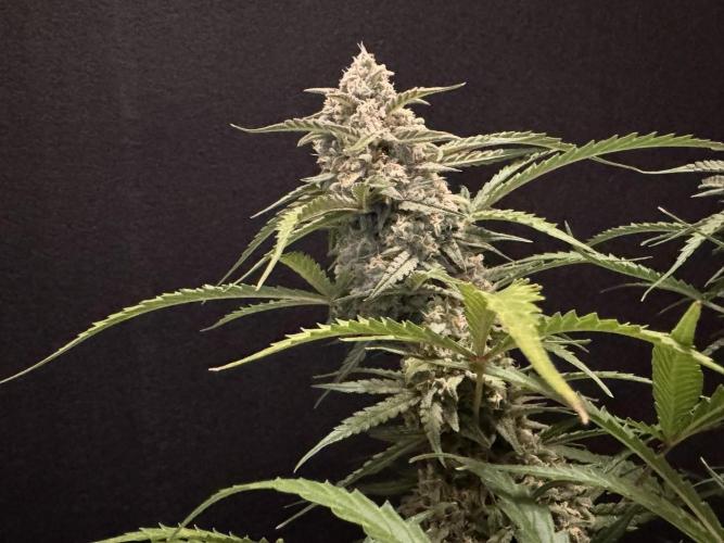 Sour Jealousy Auto. Week 11