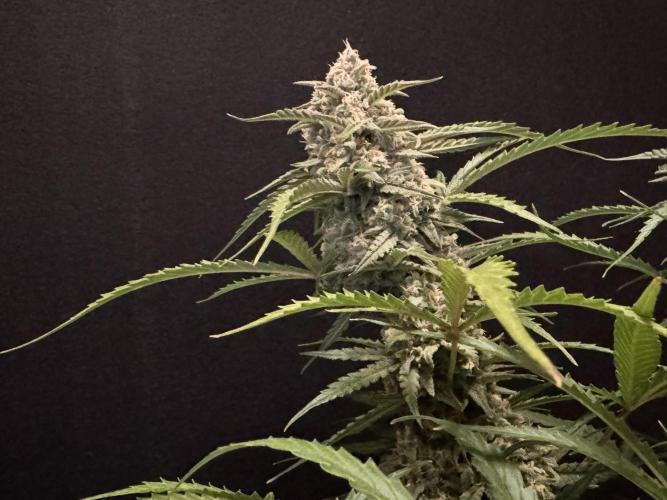 Sour Jealousy Auto. Week 11