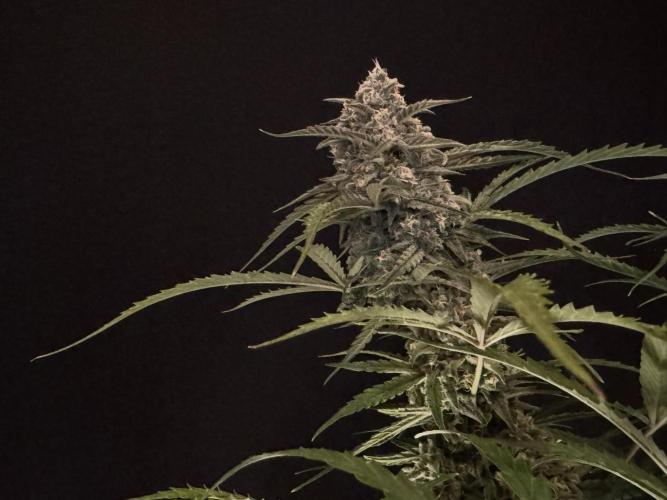 Sour Jealousy Auto. Week 11