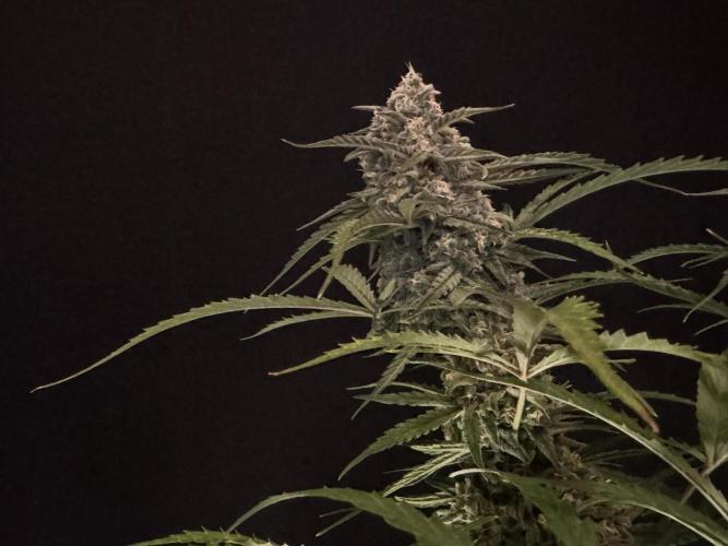 Sour Jealousy Auto. Week 11