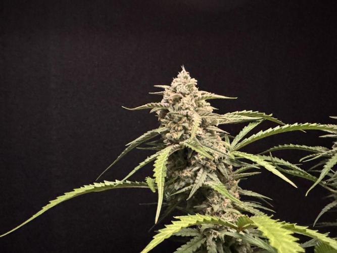 Sour Jealousy Auto. Week 11