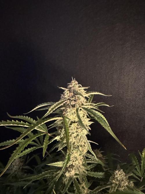 Sour Jealousy Auto. Week 11