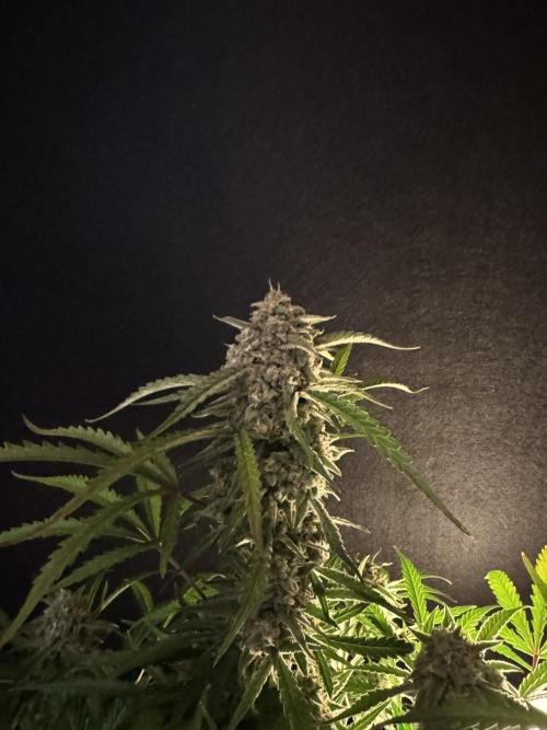 Sour Jealousy Auto. Week 11