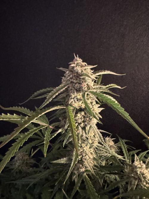 Sour Jealousy Auto. Week 11