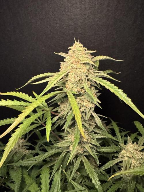 Sour Jealousy Auto. Week 11