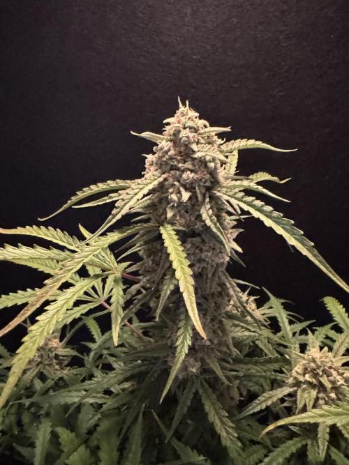 Sour Jealousy Auto. Week 11