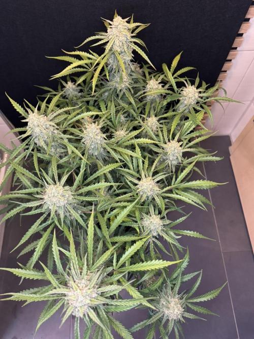 Sour Jealousy Auto. Week 11