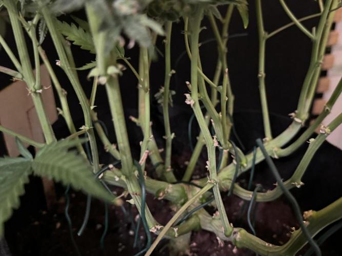 Sour Jealousy Auto. Week 11