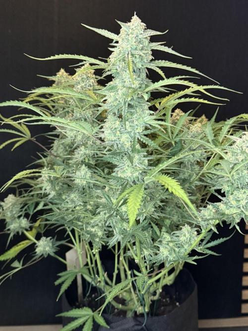 Sour Jealousy Auto. Week 11