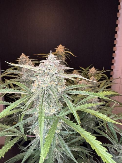 Sour Jealousy Auto. Week 11