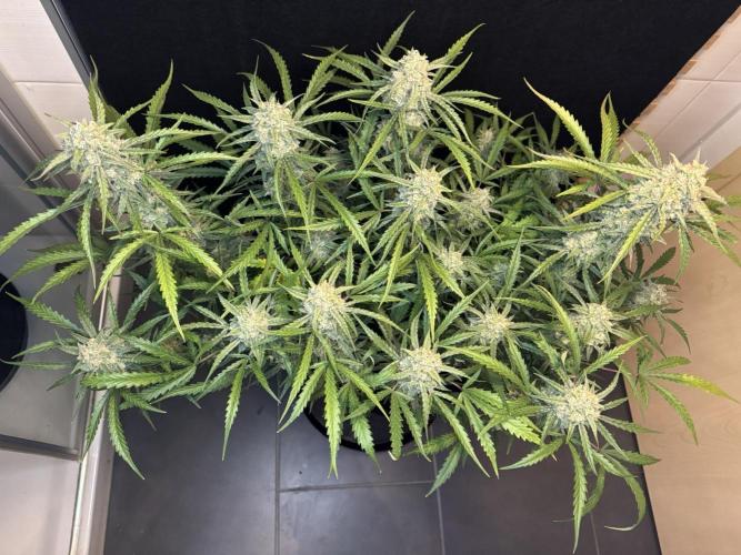 Sour Jealousy Auto. Week 11