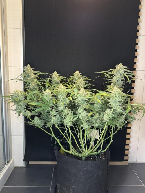 Sour Jealousy Auto. Week 11