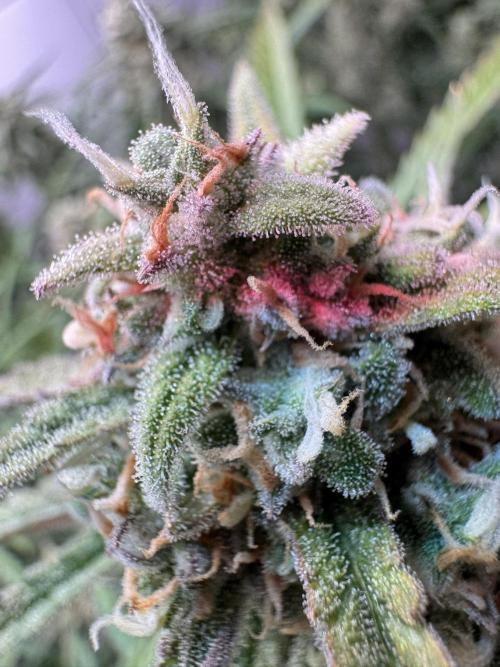 Sour Jealousy Auto. Week 11 - closeup :)