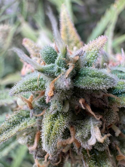 Sour Jealousy Auto. Week 11