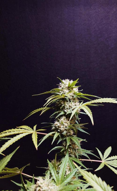 Cinderella Jack (Auto). Week 9