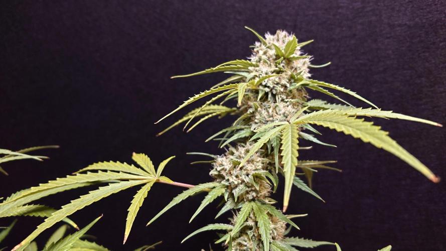 Cinderella Jack (Auto). Week 9