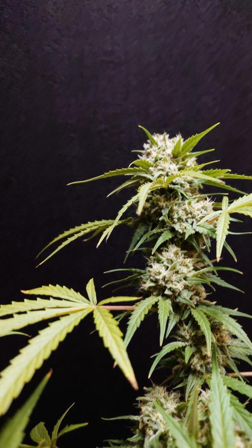 Cinderella Jack (Auto). Week 9