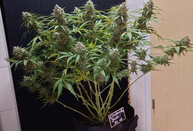 Cinderella Jack (Auto). Week 9