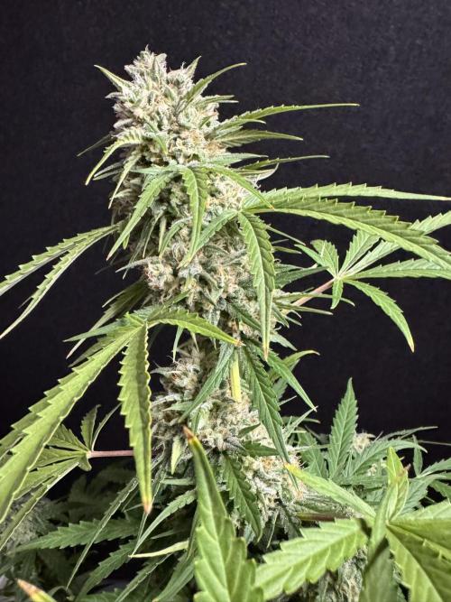 Cinderella Jack (Auto). Week 9