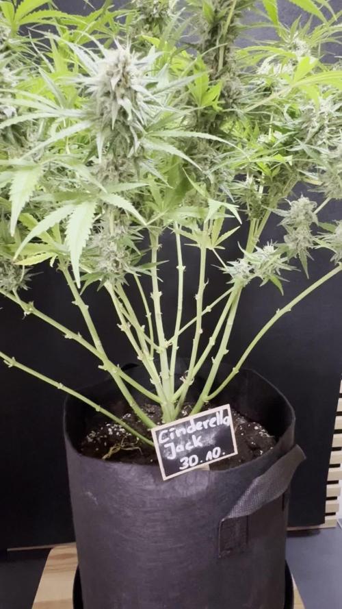 Cinderella Jack (Auto)