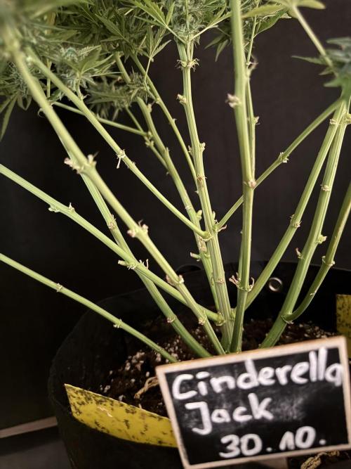 Cinderella Jack (Auto). Week 9