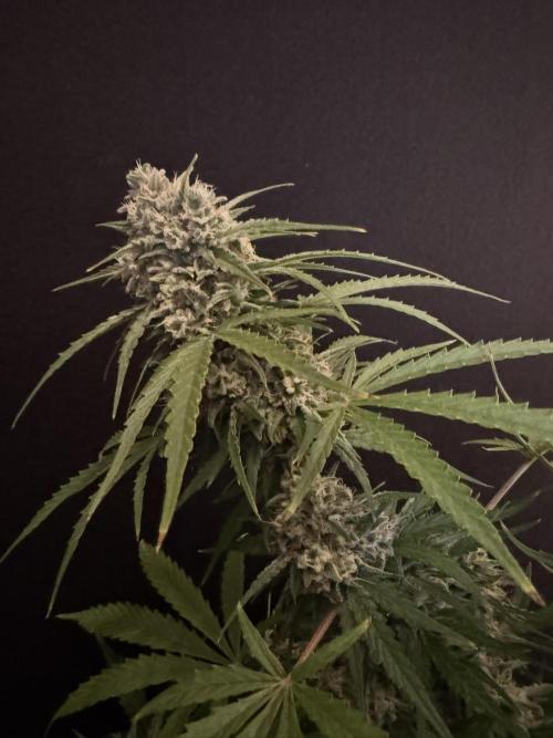 Cinderella Jack (Auto). Week 9