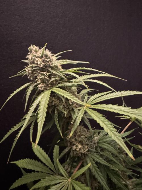 Cinderella Jack (Auto). Week 9