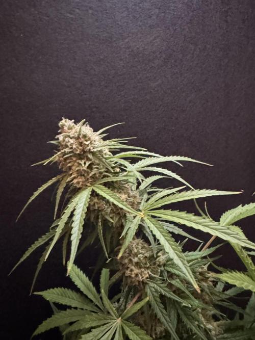 Cinderella Jack (Auto). Week 9