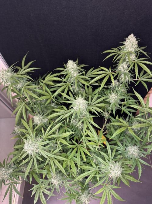 Cinderella Jack (Auto). Week 9