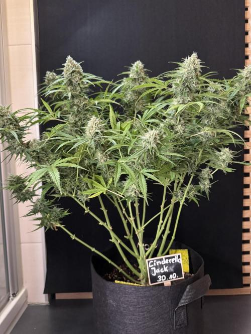 Cinderella Jack (Auto). Week 9