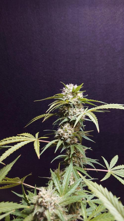 Cinderella Jack (Auto). Week 9