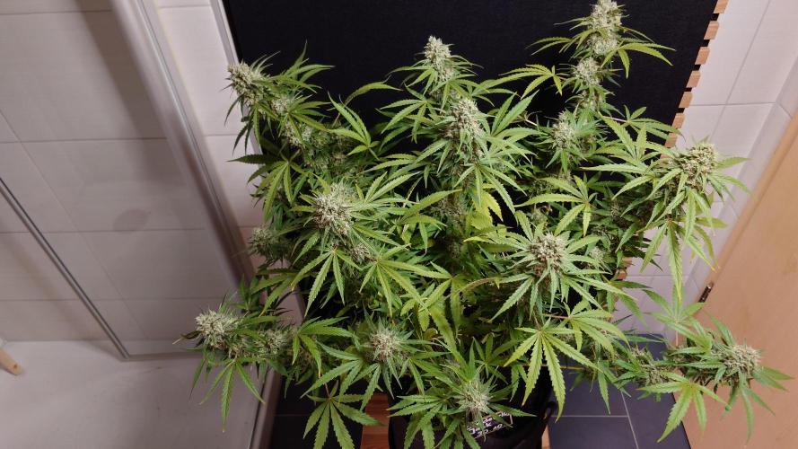 Cinderella Jack (Auto). Week 9