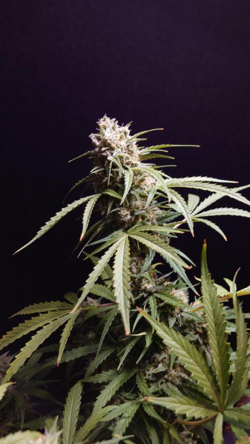 Cinderella Jack (Auto). Week 9