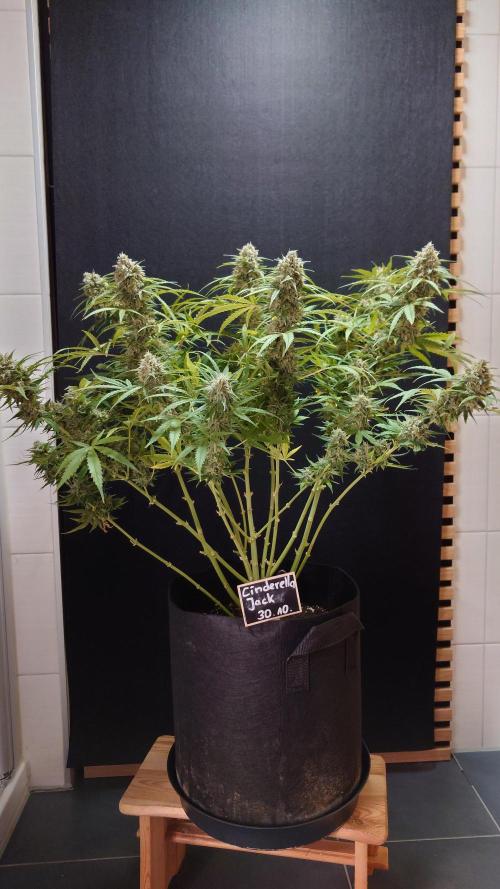 Cinderella Jack (Auto). Week 9