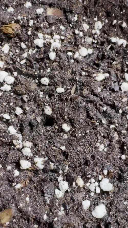 Kush Mint Auto - Super Strains