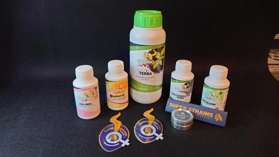 Kush Mint Auto - Super Strains. Week 0 - Unser neues Set-Up