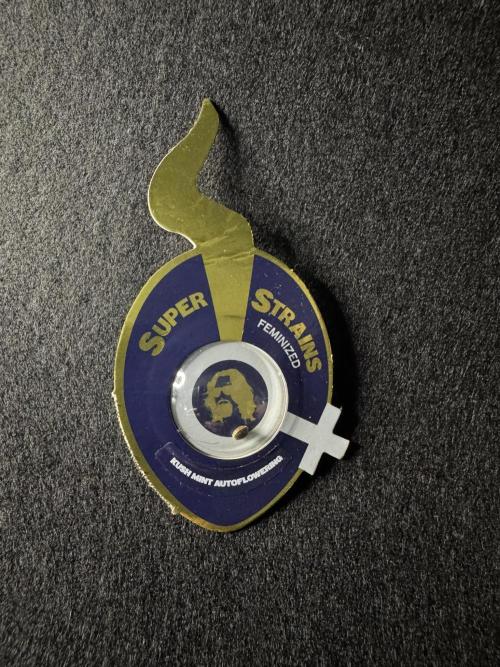 Kush Mint Auto - Super Strains. Week 0 - Kush Mint Auto Samen