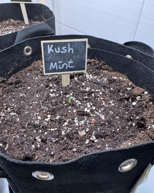 Kush Mint Auto - Super Strains. Week 0 - Sie ist geschlüpft