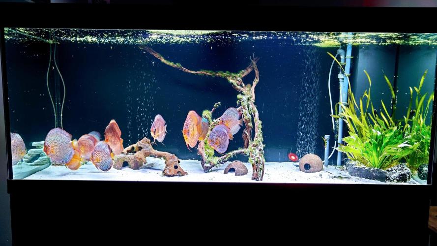 Kush Mint Auto - Super Strains. Week 0 - unsere Spezial-Gießwasserquelle :-)