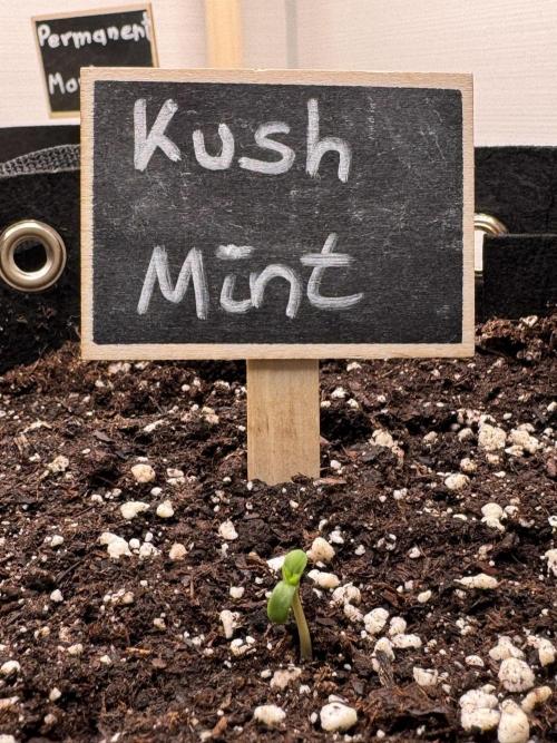 Kush Mint Auto - Super Strains. Week 0 - Keimung